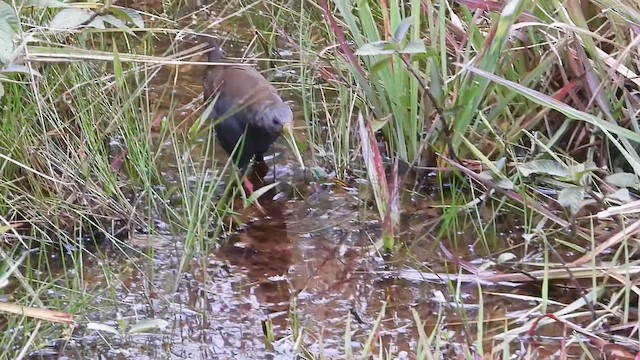 askerikse - ML646303483