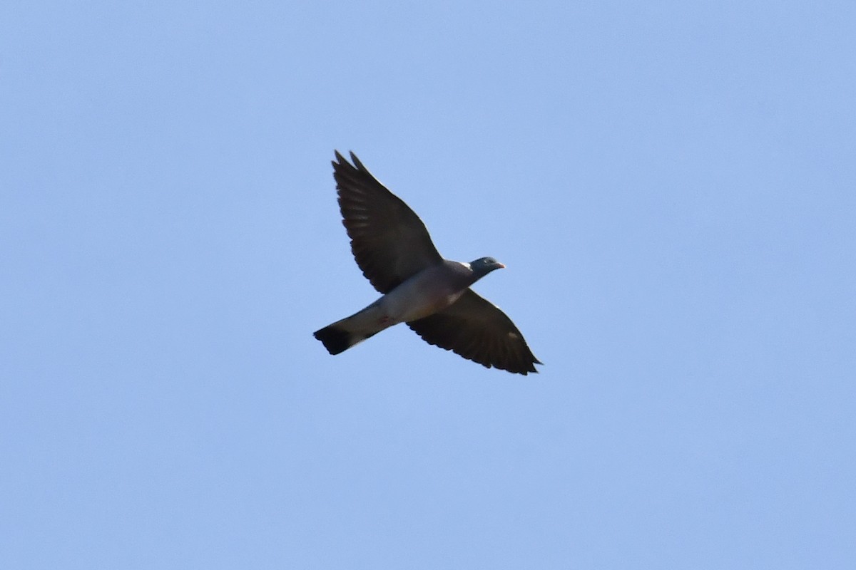Common Wood-Pigeon - ML646303484