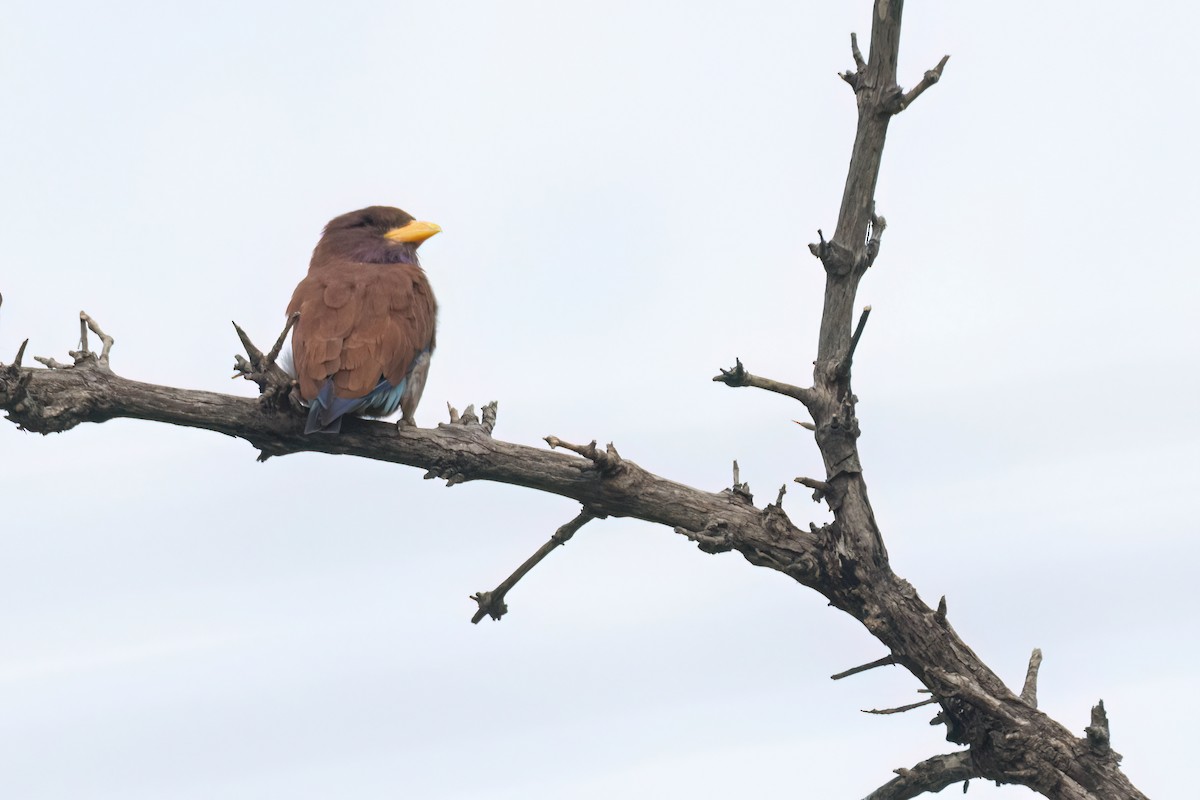 Broad-billed Roller - ML646303487
