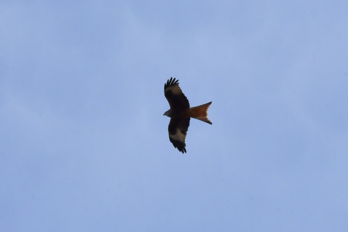 Red Kite - ML646303488