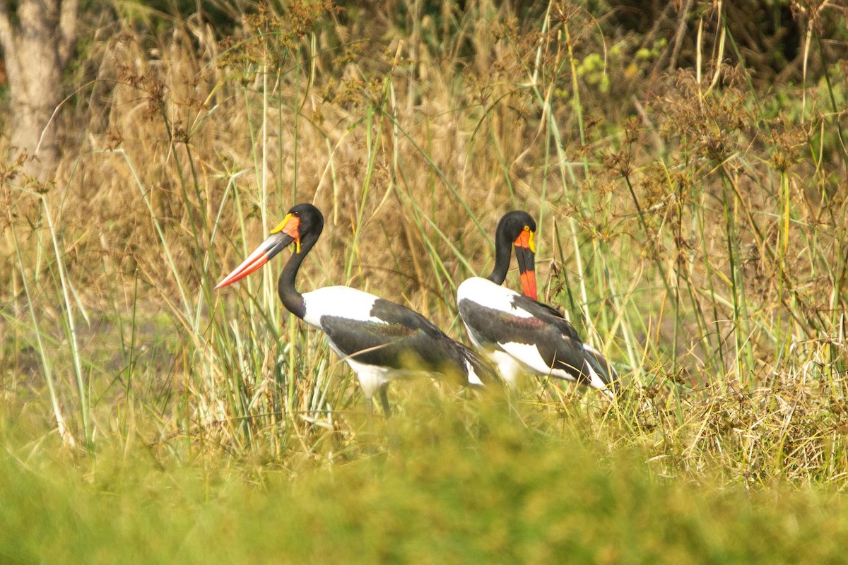 Saddle-billed Stork - ML646303495