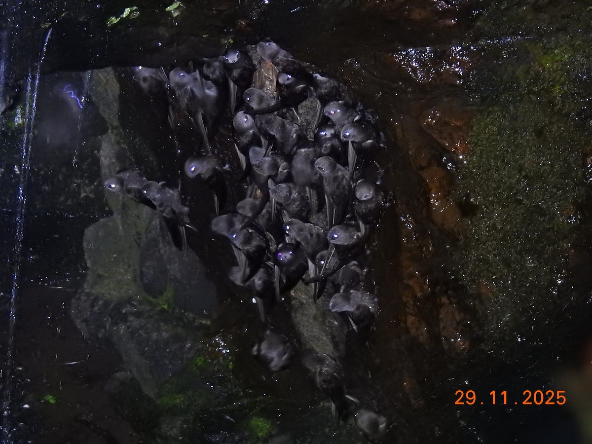 Great Dusky Swift - ML646303499