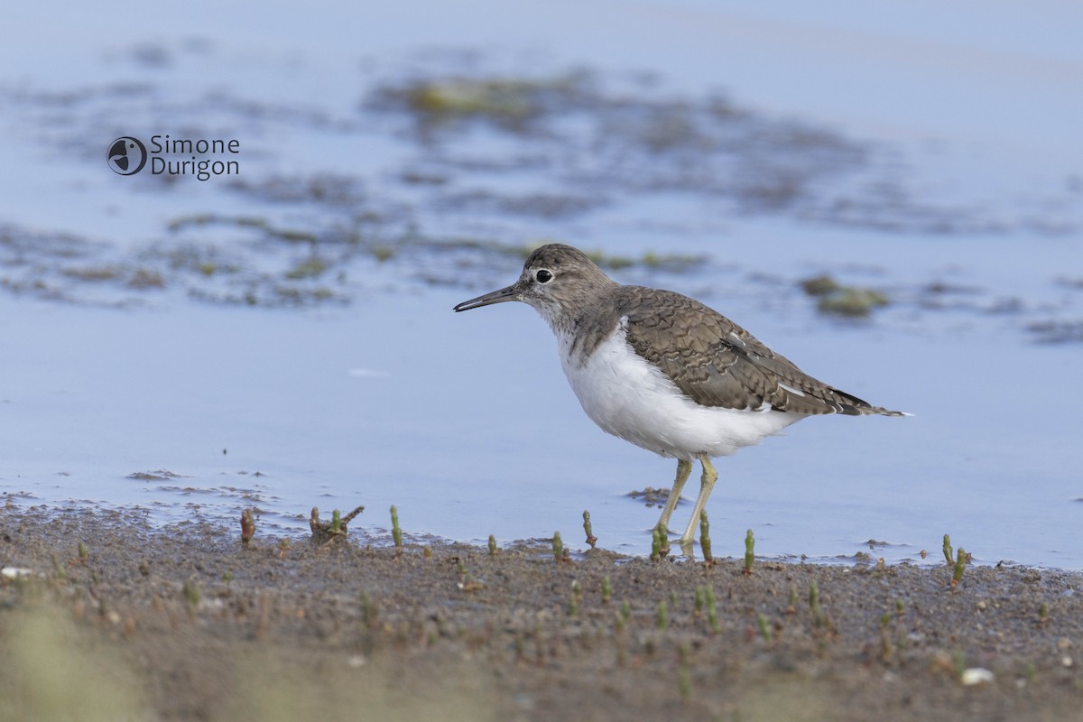 イソシギ - ML646303500