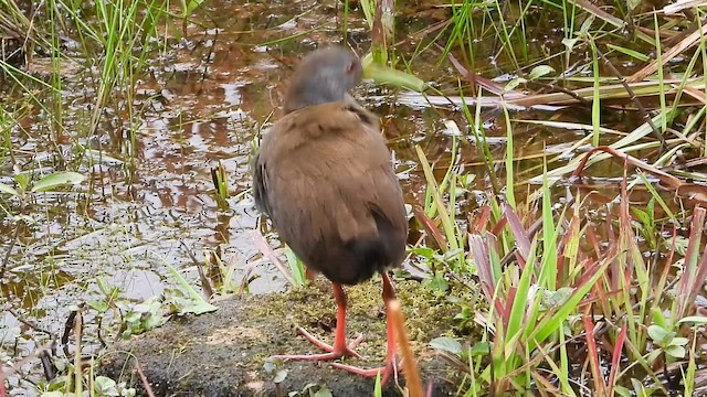 キタハイイロクイナ - ML646303502