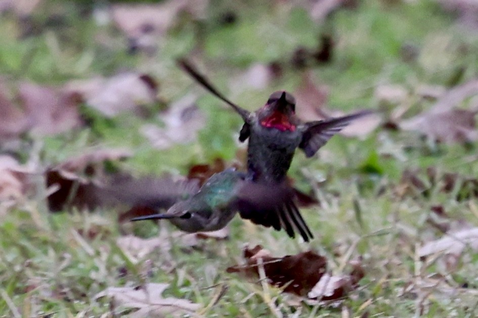 アンナハチドリ - ML646303503