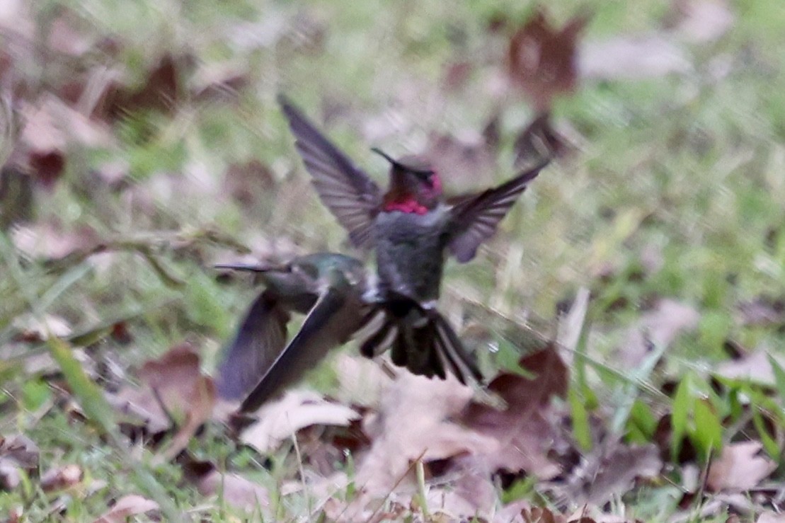 アンナハチドリ - ML646303504