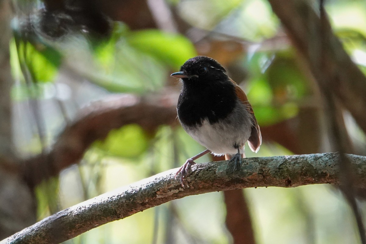 クロズキンアリサザイ - ML646303505