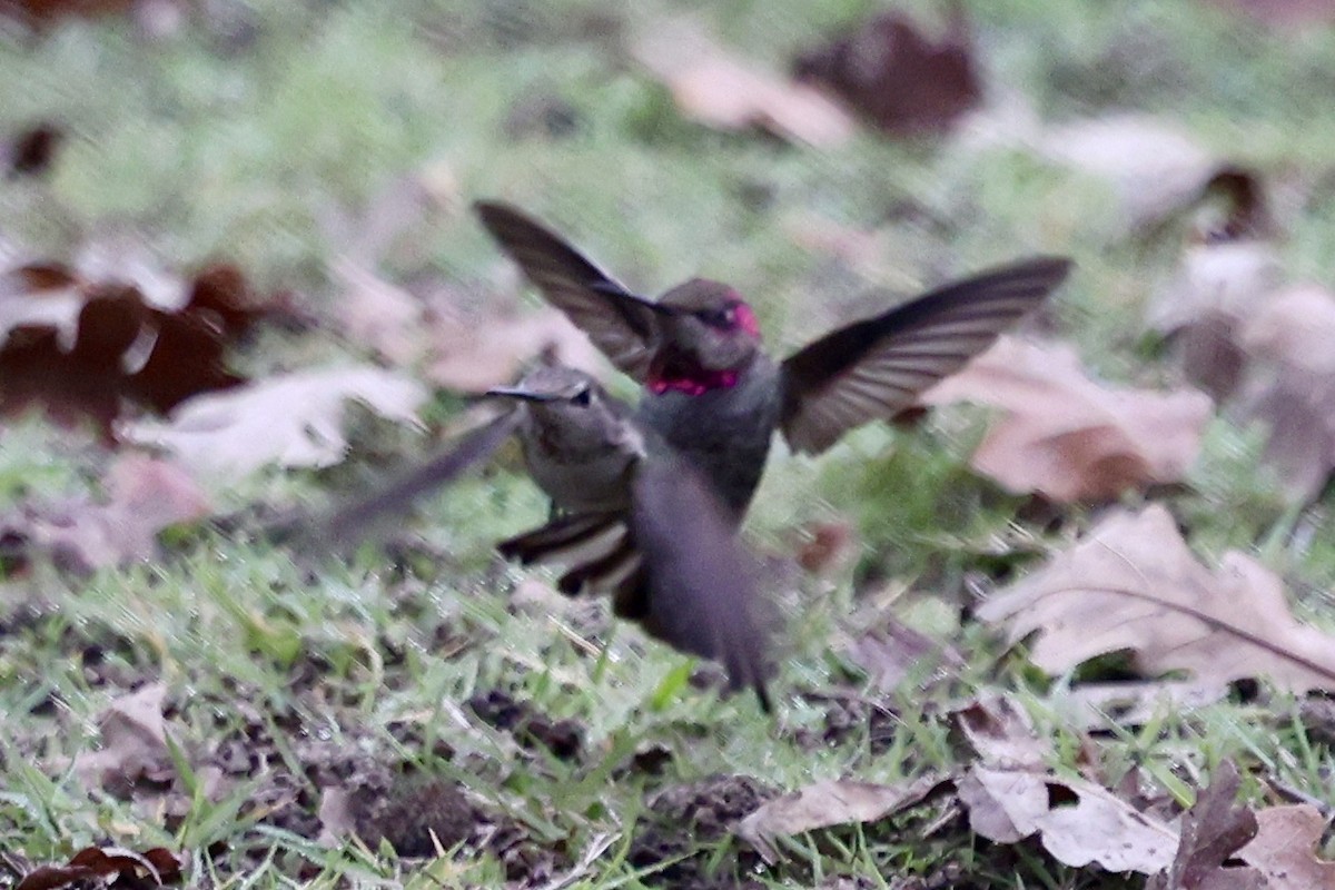 アンナハチドリ - ML646303506