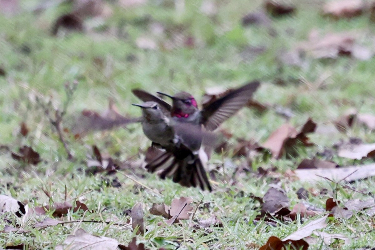 アンナハチドリ - ML646303507