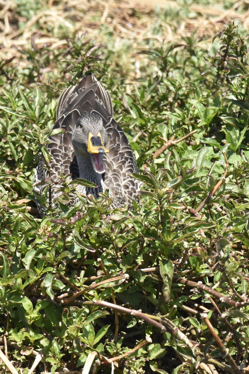 キバシガモ - ML646303508