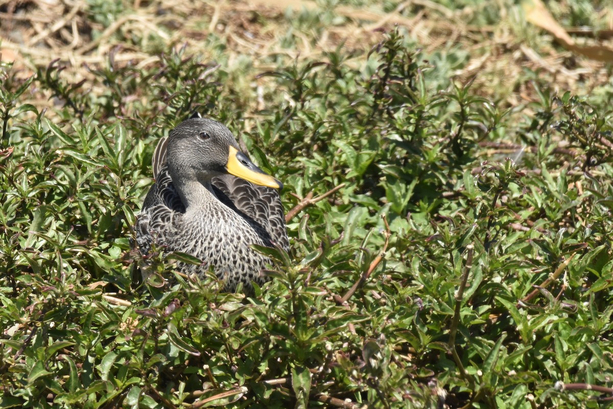 キバシガモ - ML646303509