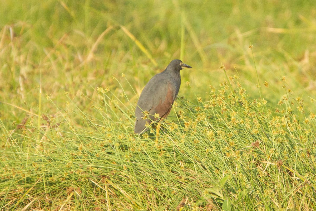 クロアマサギ - ML646303510