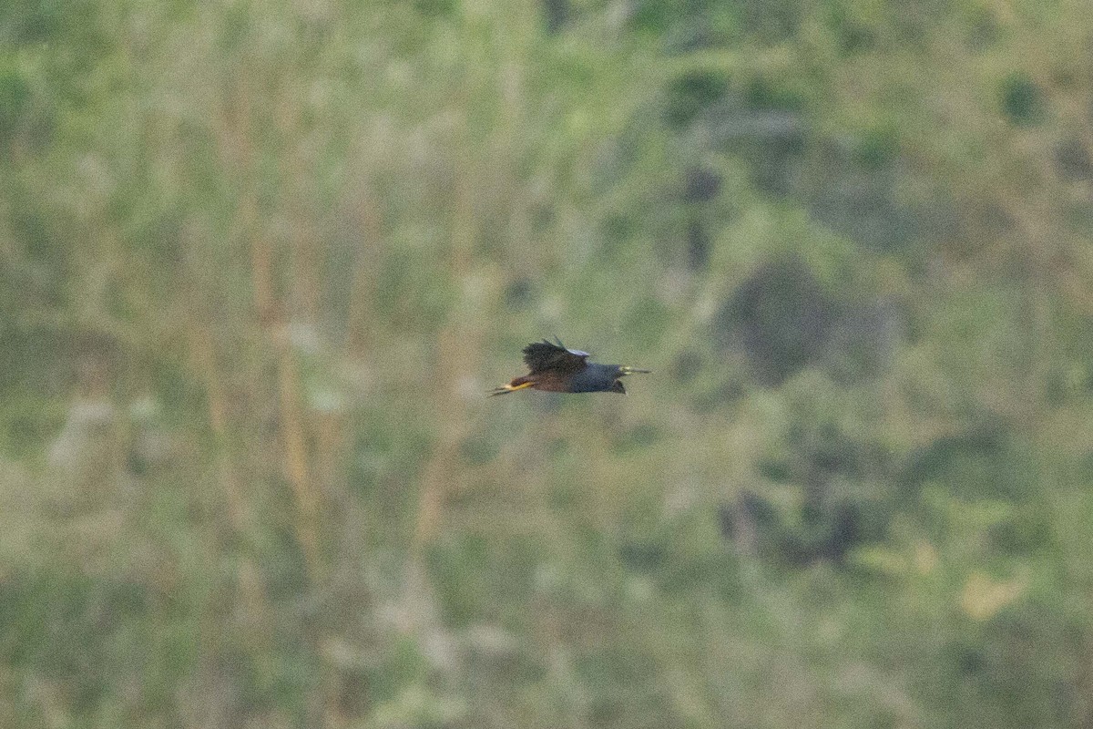 クロアマサギ - ML646303511