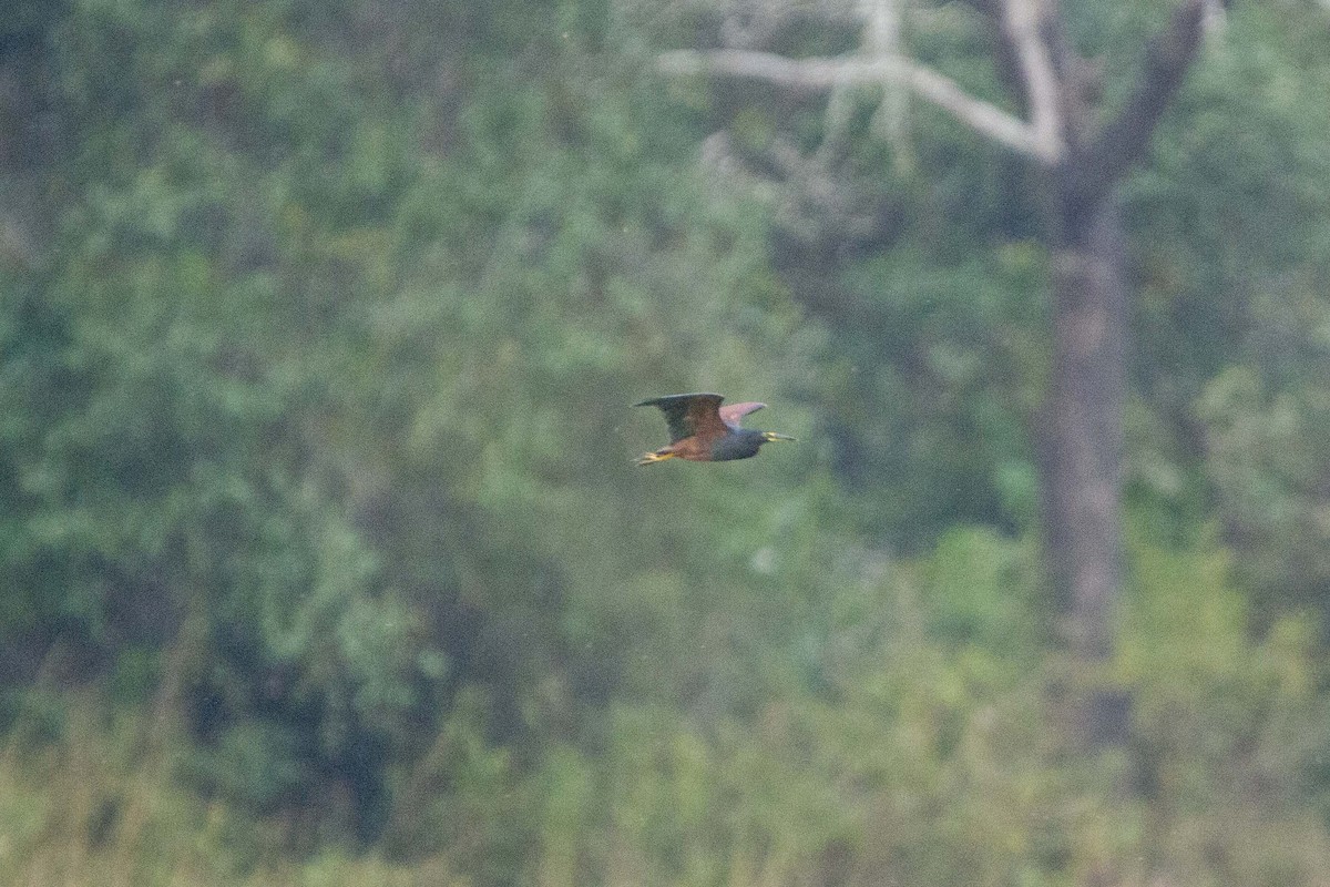 クロアマサギ - ML646303512