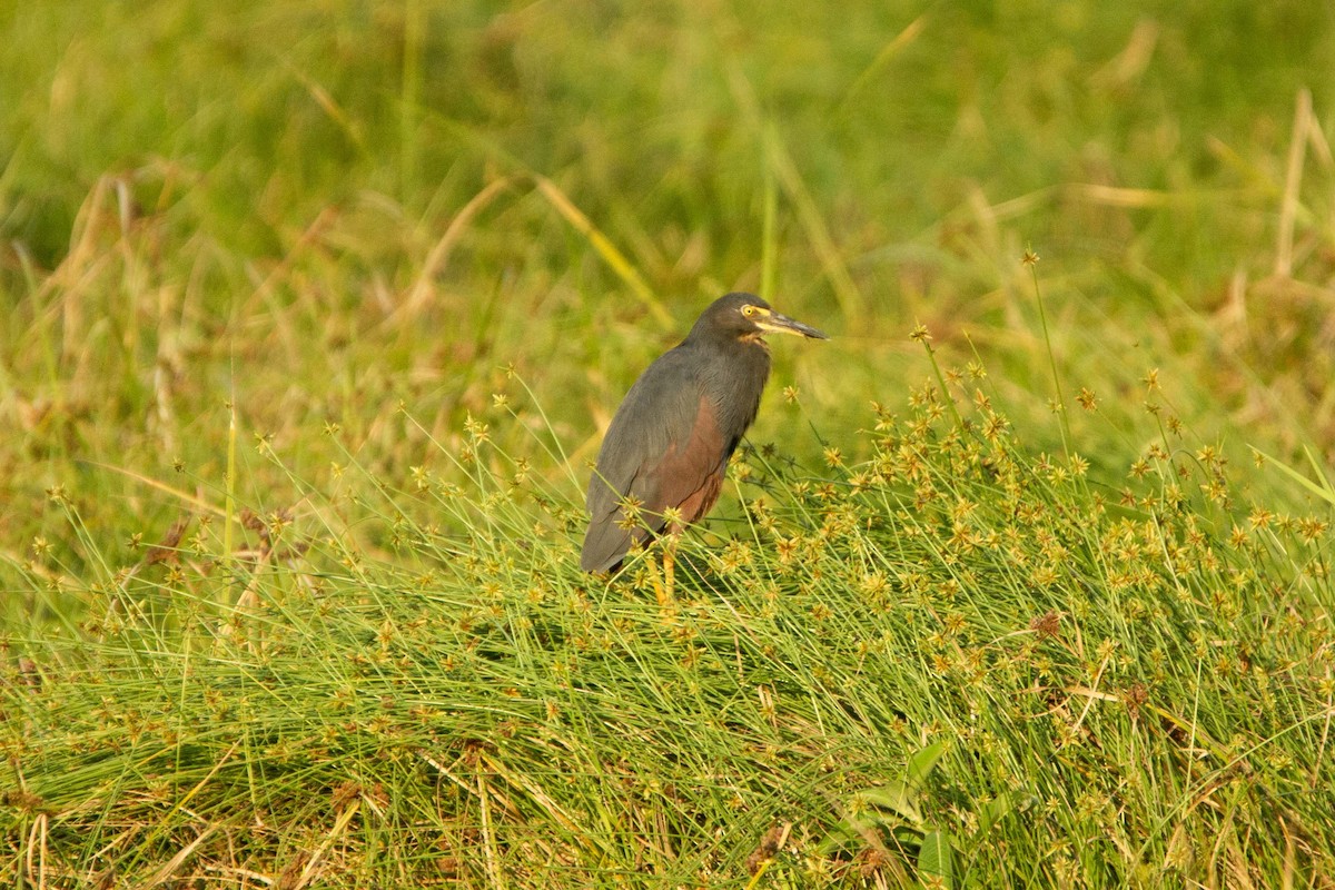 クロアマサギ - ML646303513