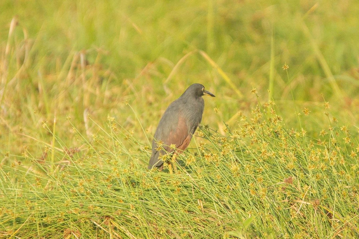 クロアマサギ - ML646303514