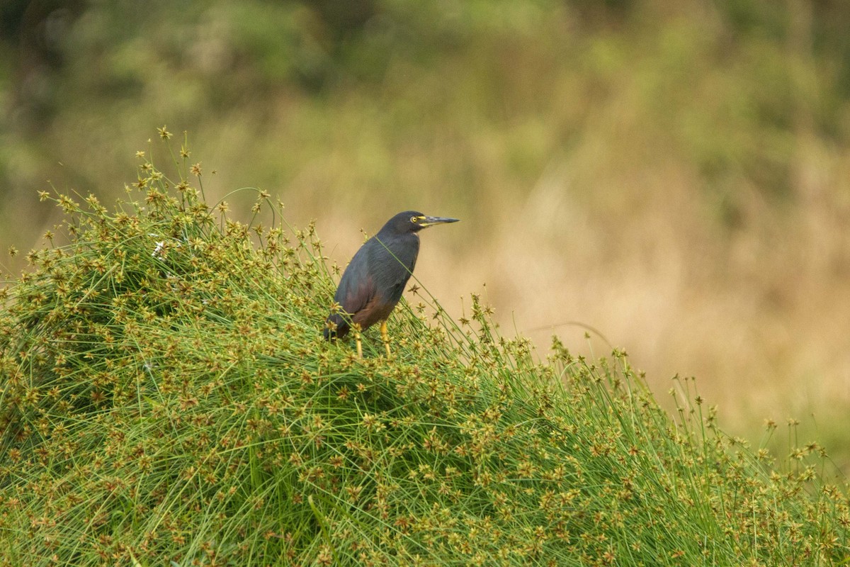 クロアマサギ - ML646303515