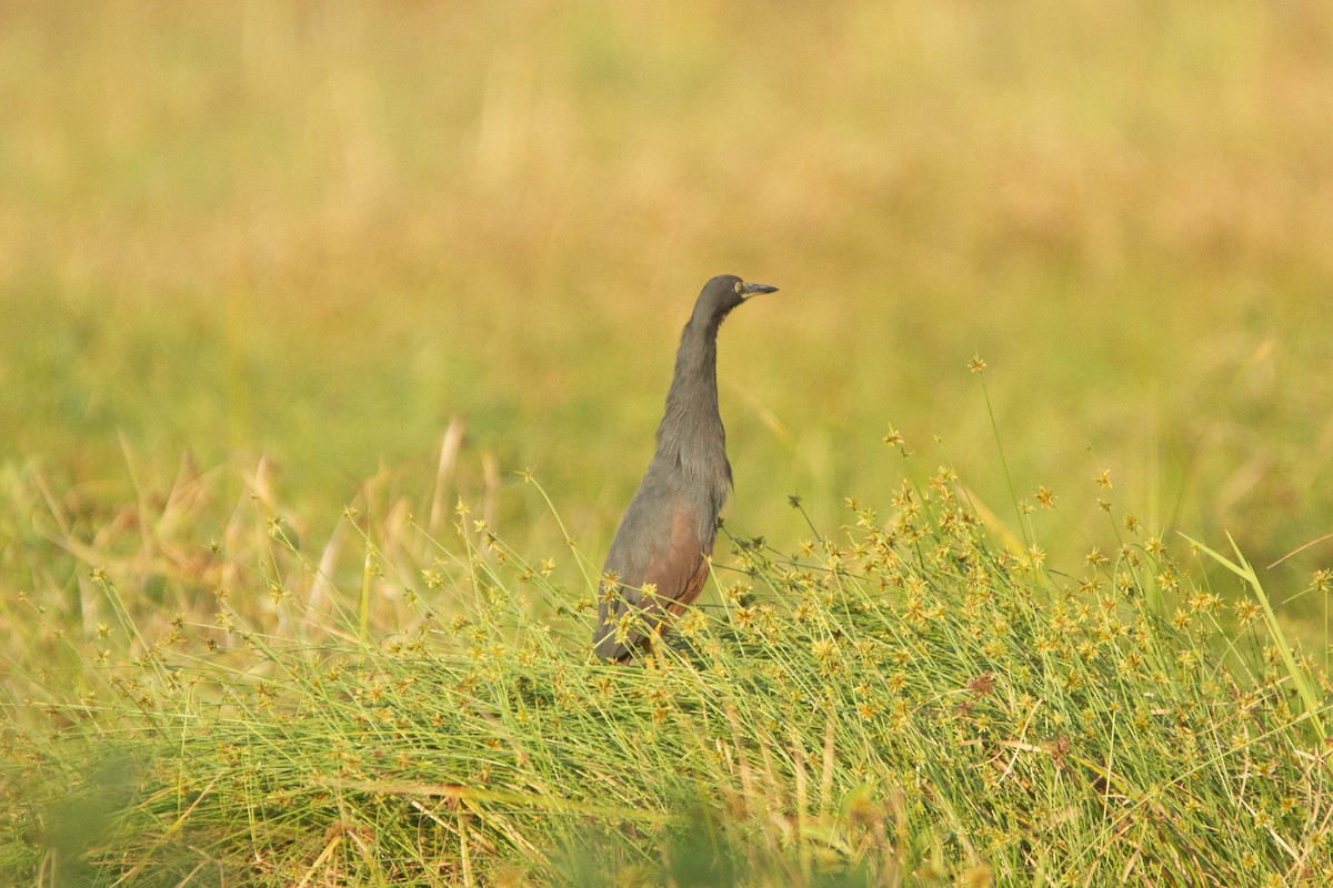 クロアマサギ - ML646303516