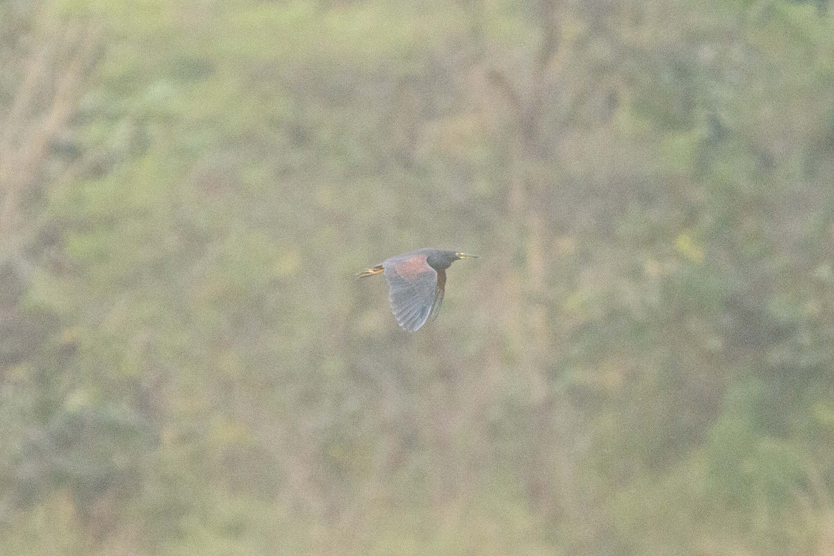 クロアマサギ - ML646303517