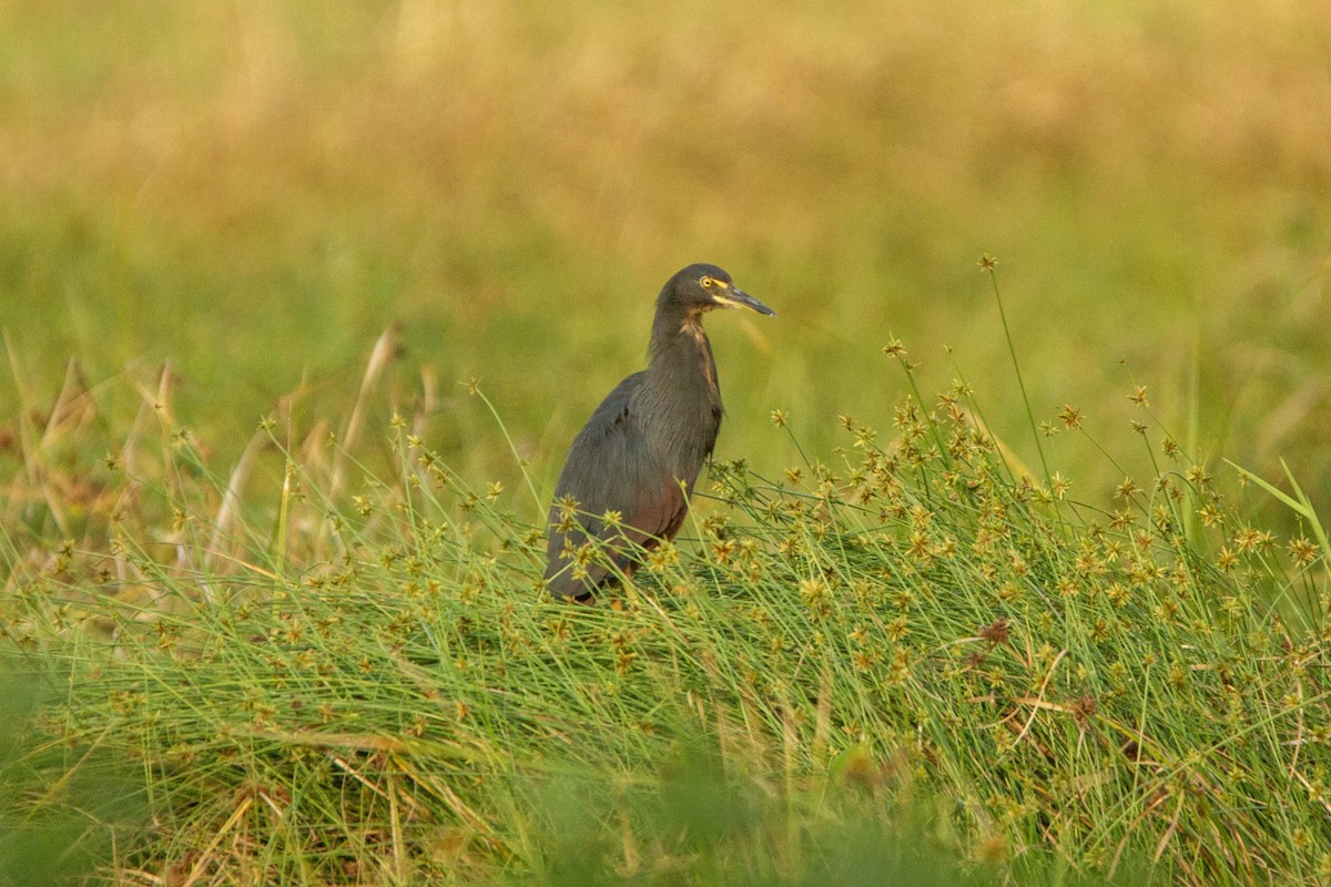 クロアマサギ - ML646303518