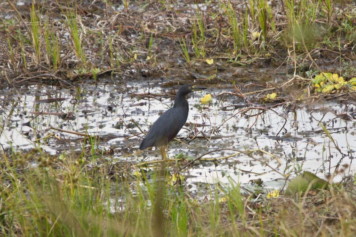 クロアマサギ - ML646303519