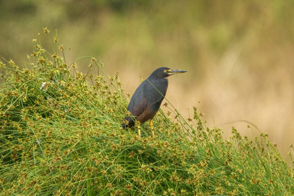 クロアマサギ - ML646303520