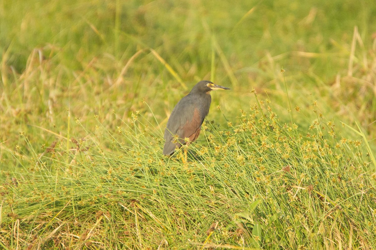 クロアマサギ - ML646303521