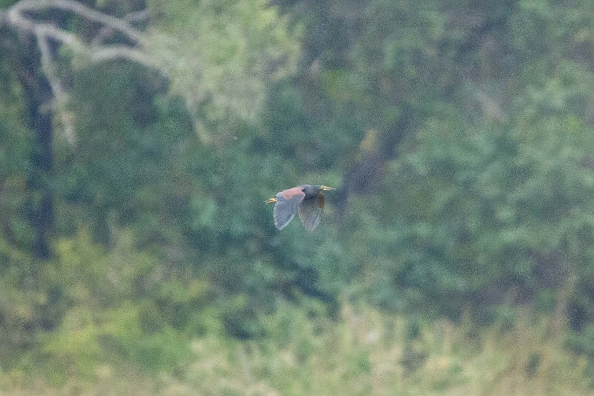 クロアマサギ - ML646303522