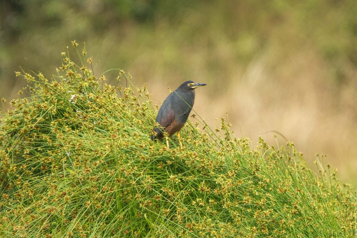 クロアマサギ - ML646303523