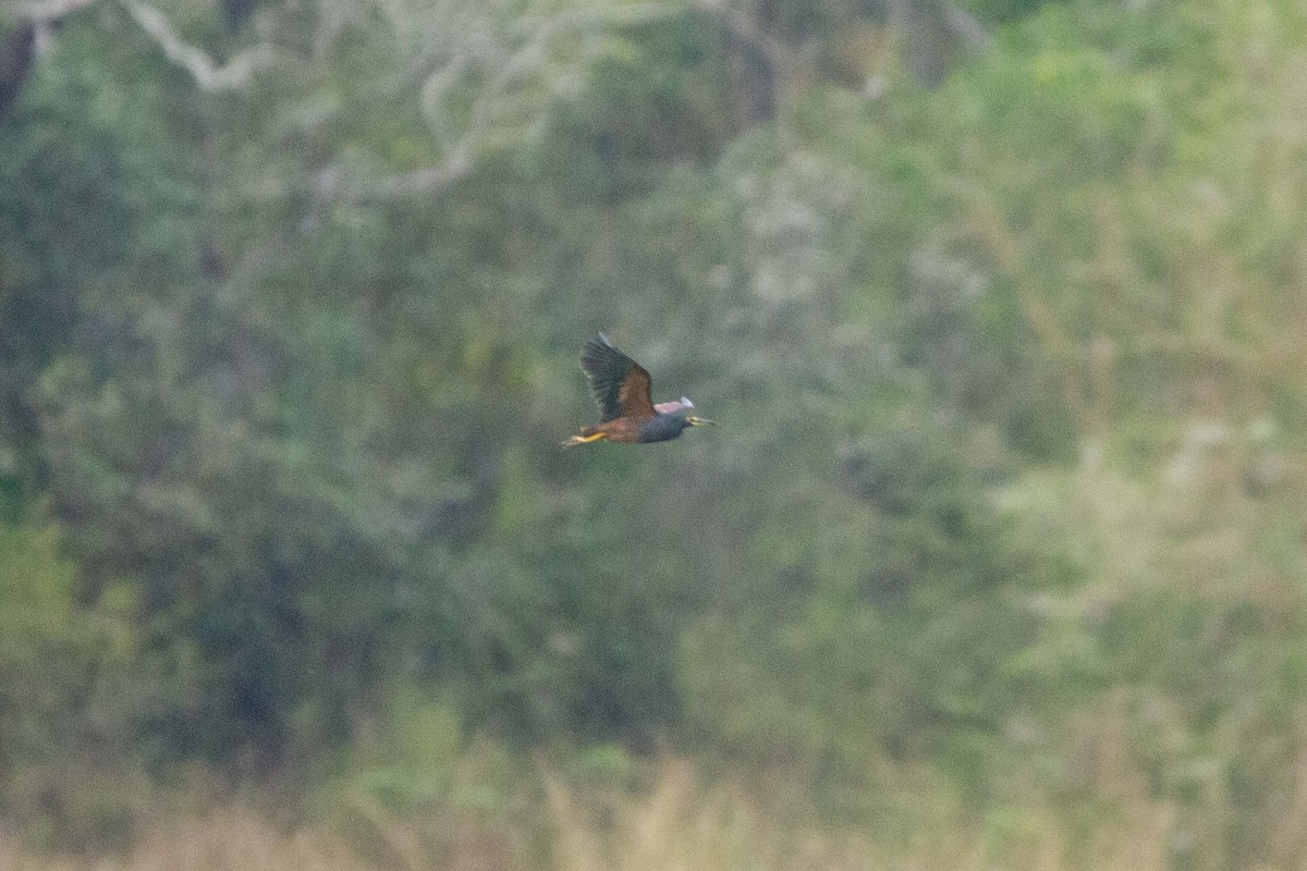 クロアマサギ - ML646303524