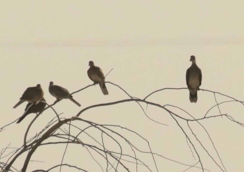 キジバト - ML646303525