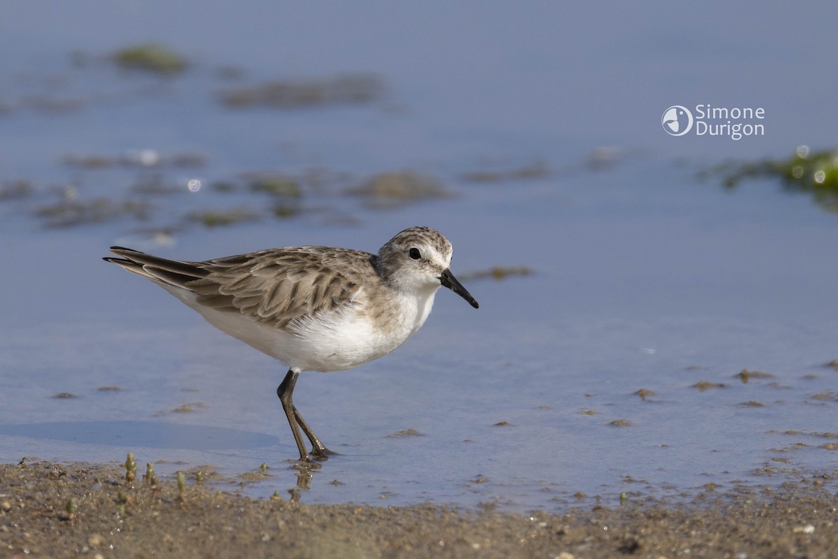 ヨーロッパトウネン - ML646303526