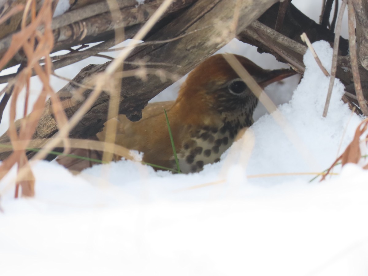 drozd rezavohlavý - ML646303527