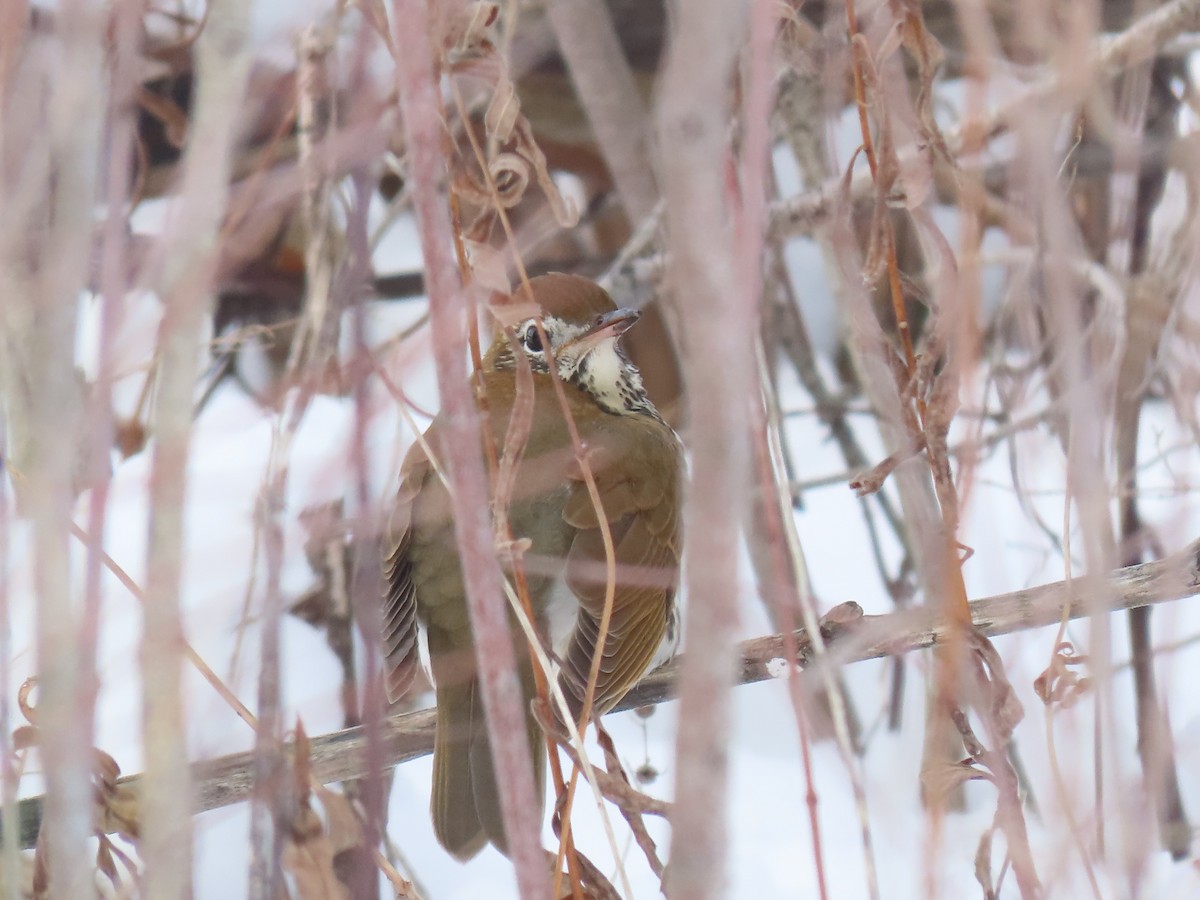 drozd rezavohlavý - ML646303528