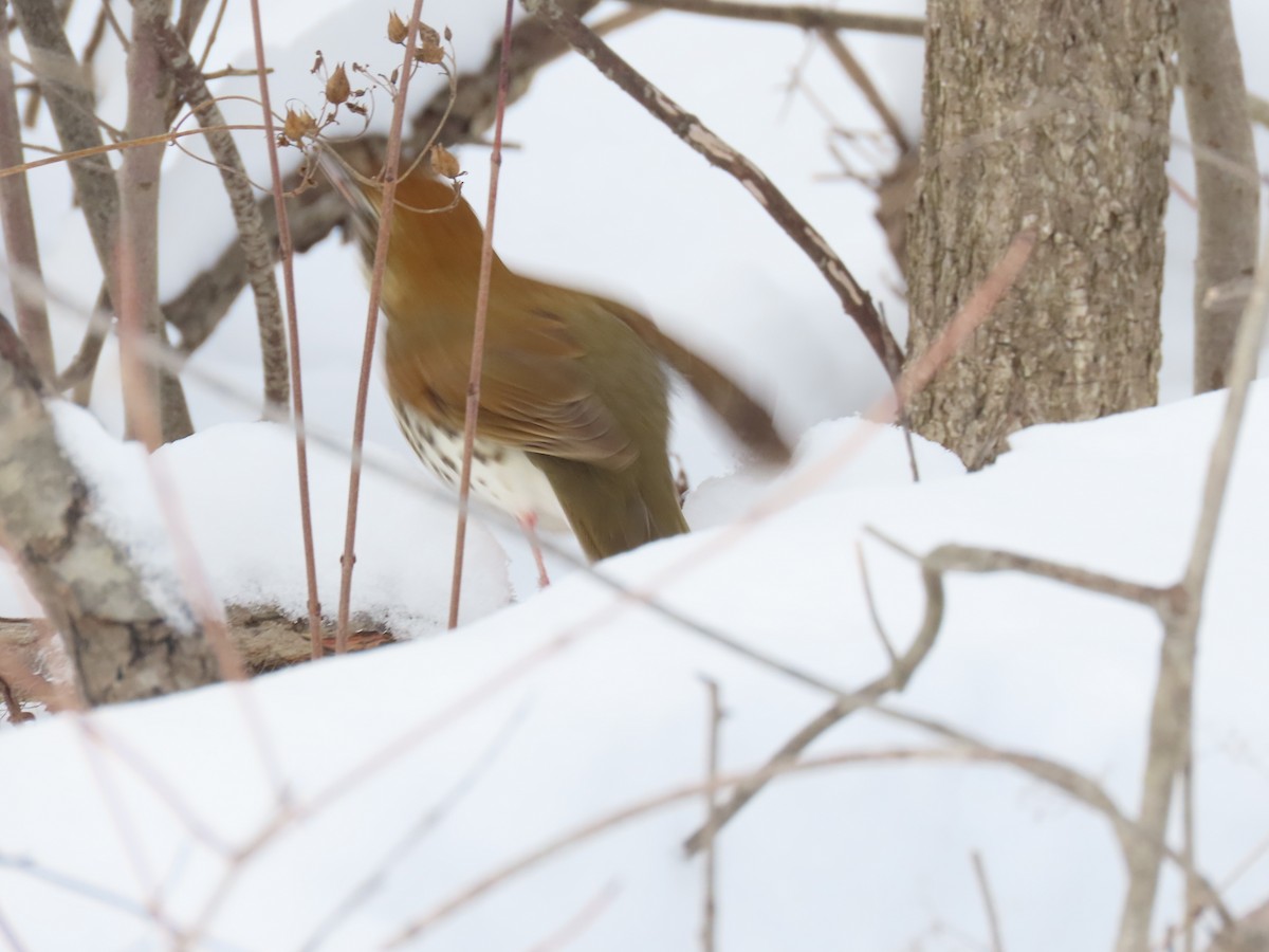 drozd rezavohlavý - ML646303529