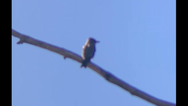 tyranovec severský - ML646303530