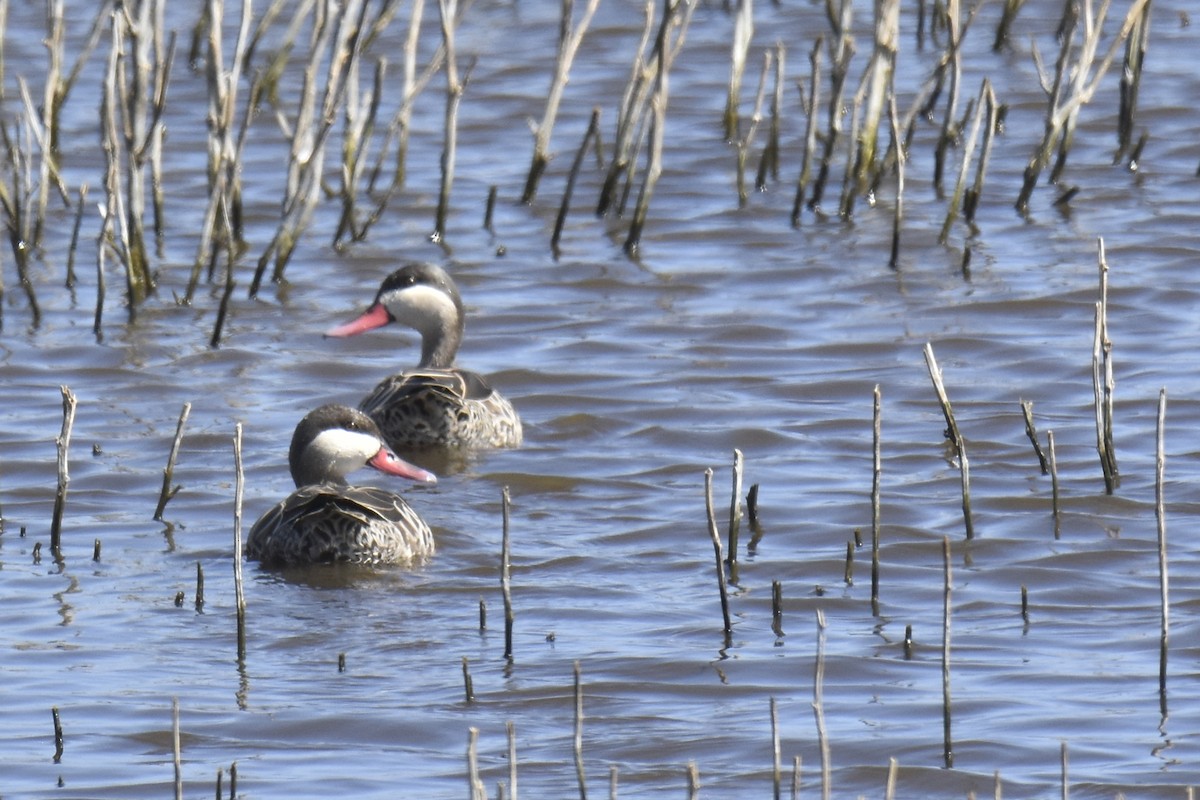 Red-billed Duck - ML646303531