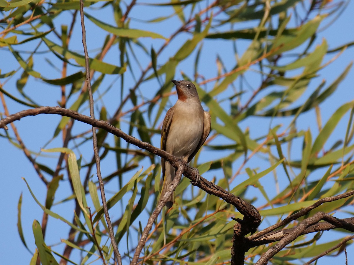 Rufous-throated Honeyeater - ML646303538