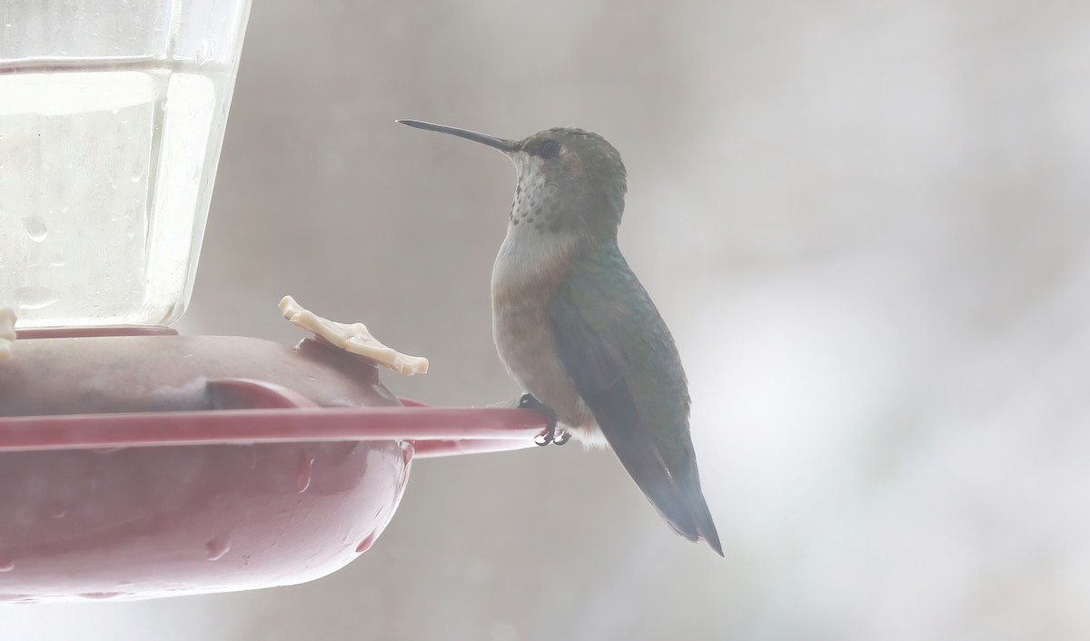 Rufous Hummingbird - ML646303539