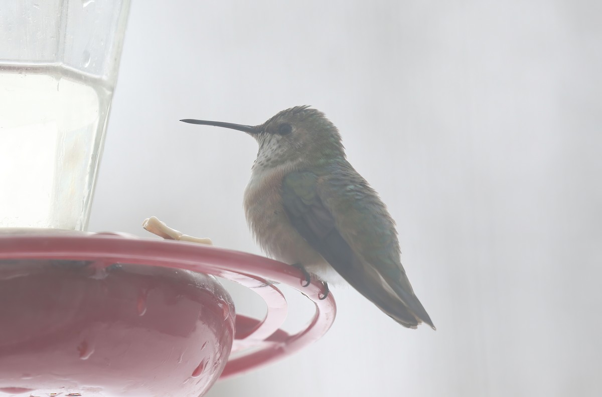 Rufous Hummingbird - ML646303540