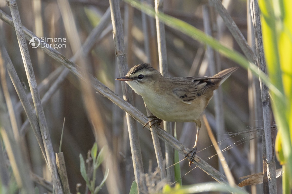 Sedge Warbler - ML646303542