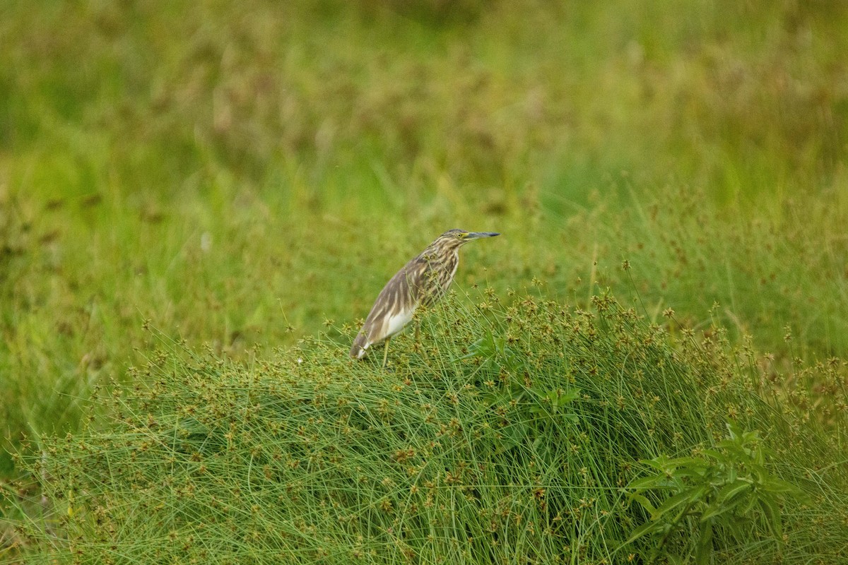 Чапля синьодзьоба - ML646303547