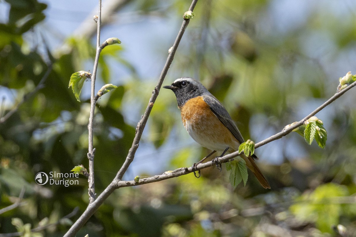 Common Redstart - ML646303551