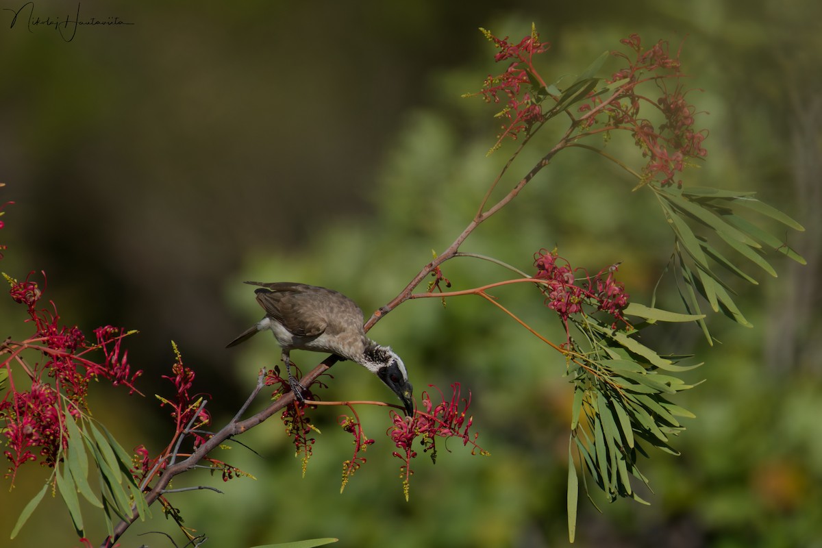 コブハゲミツスイ - ML646303561