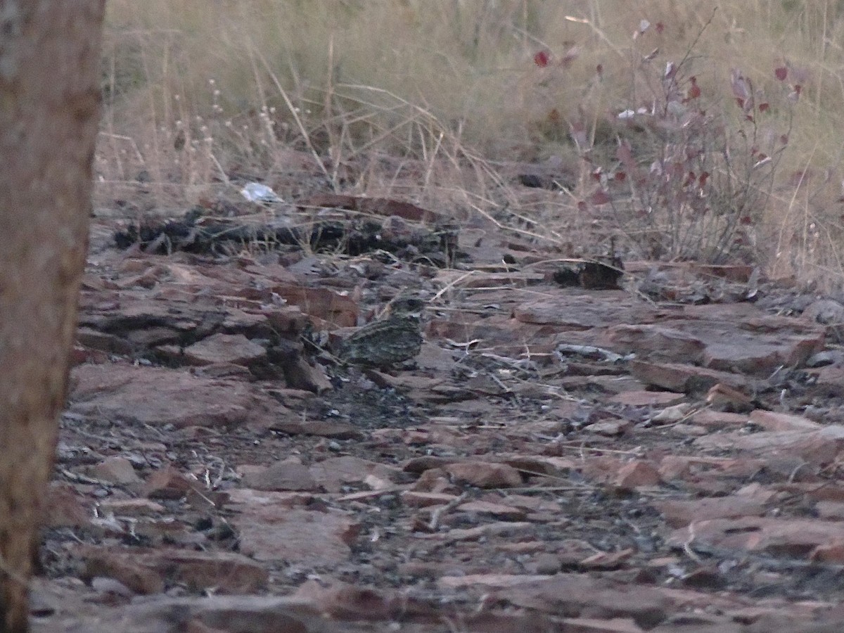 Spotted Nightjar - ML646303580