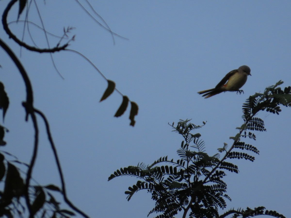 Small Minivet - ML646303581