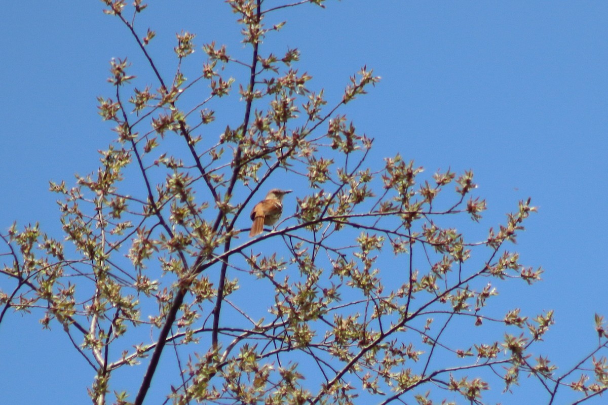 Brown Thrasher - ML646303583