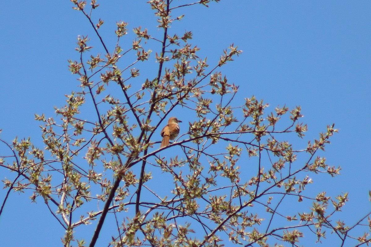 Brown Thrasher - ML646303584