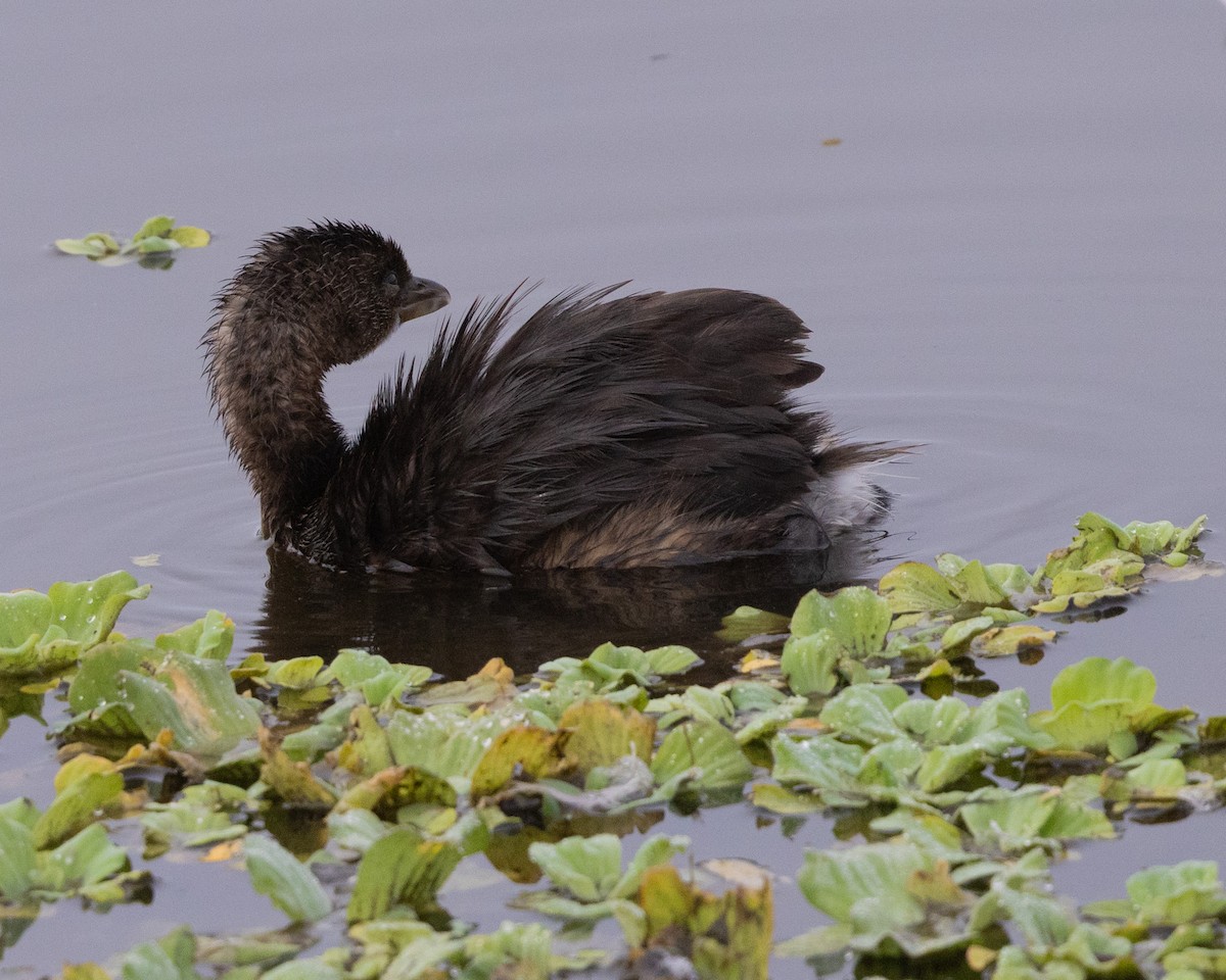 potápka americká - ML646303611