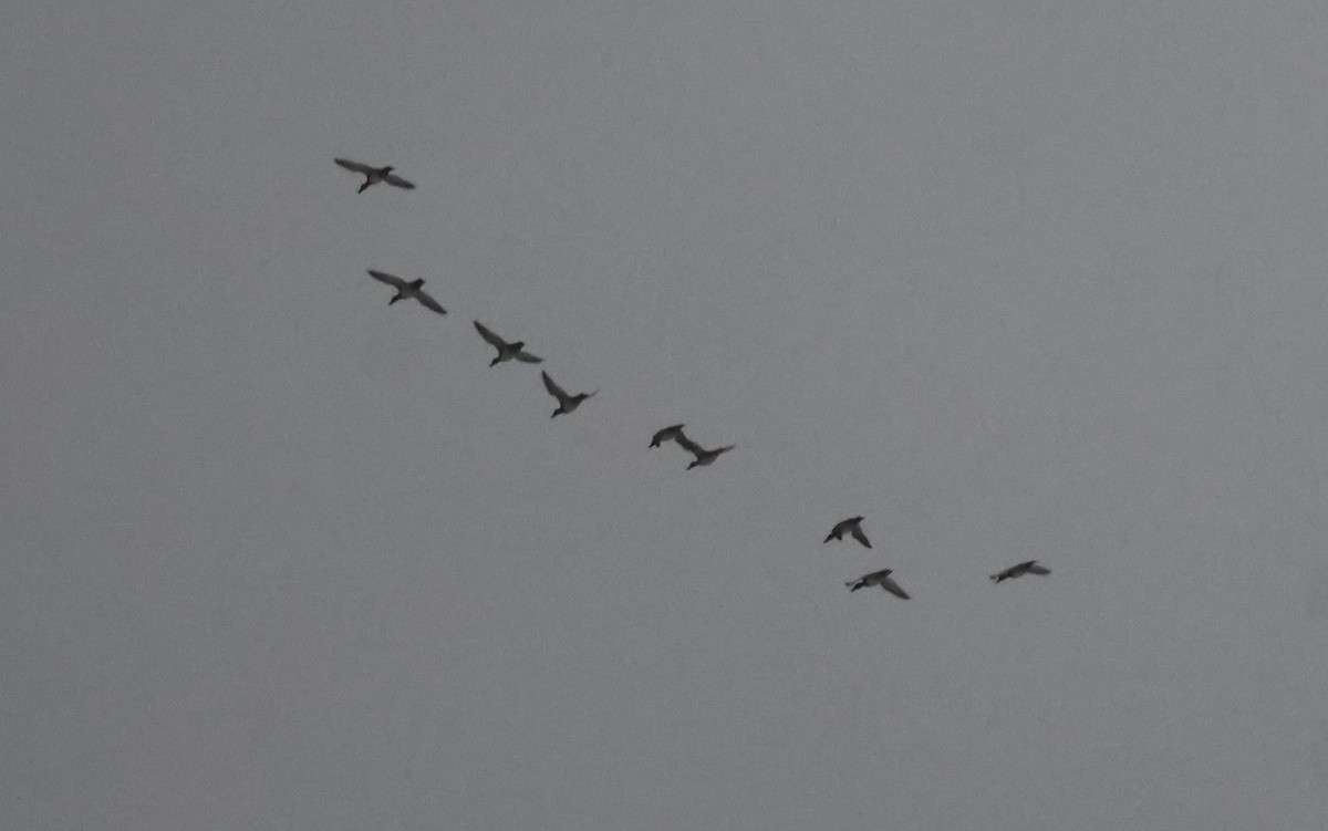 Lesser Scaup - ML646303627